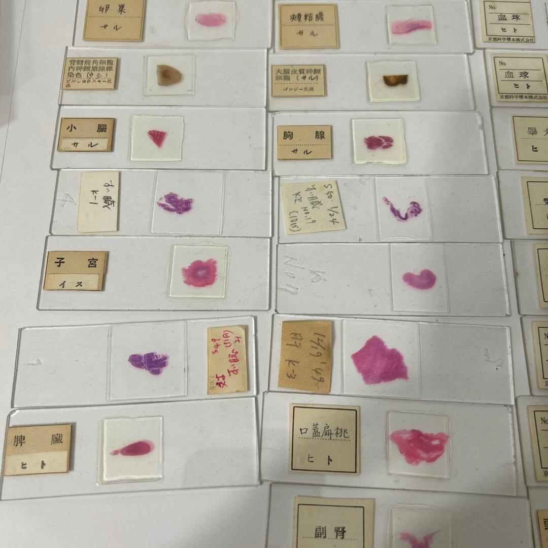 顕微鏡プレパラート　生理　30種　昭和物