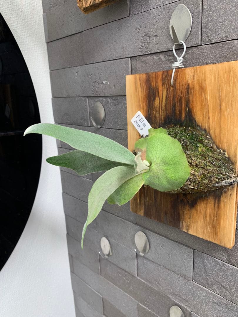 P.Elsa ビカクシダ 板付 エルサ スポア