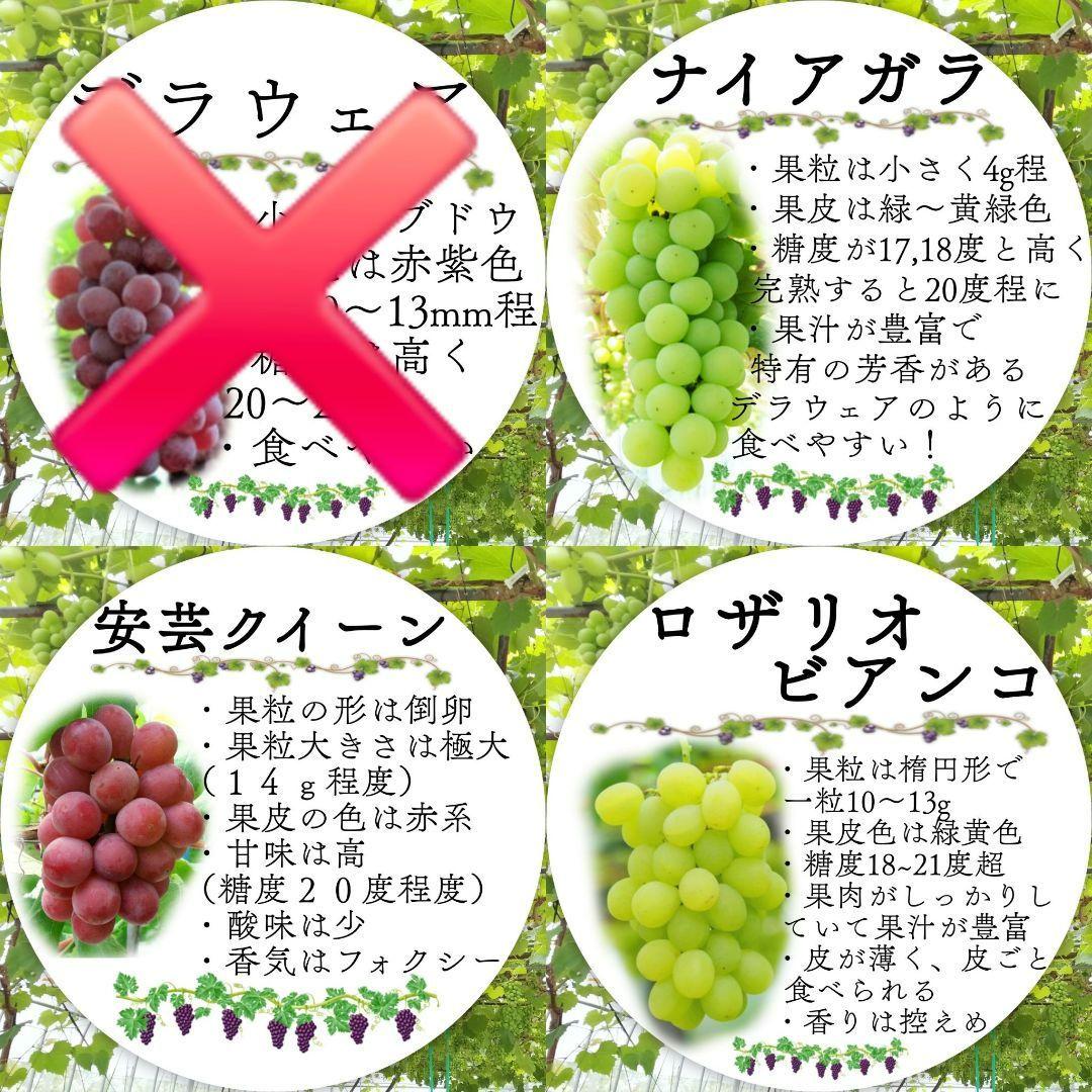 【オーダーページ】カンタン栽培 ブドウ 穂木 挿し木 苗木づくりに♪