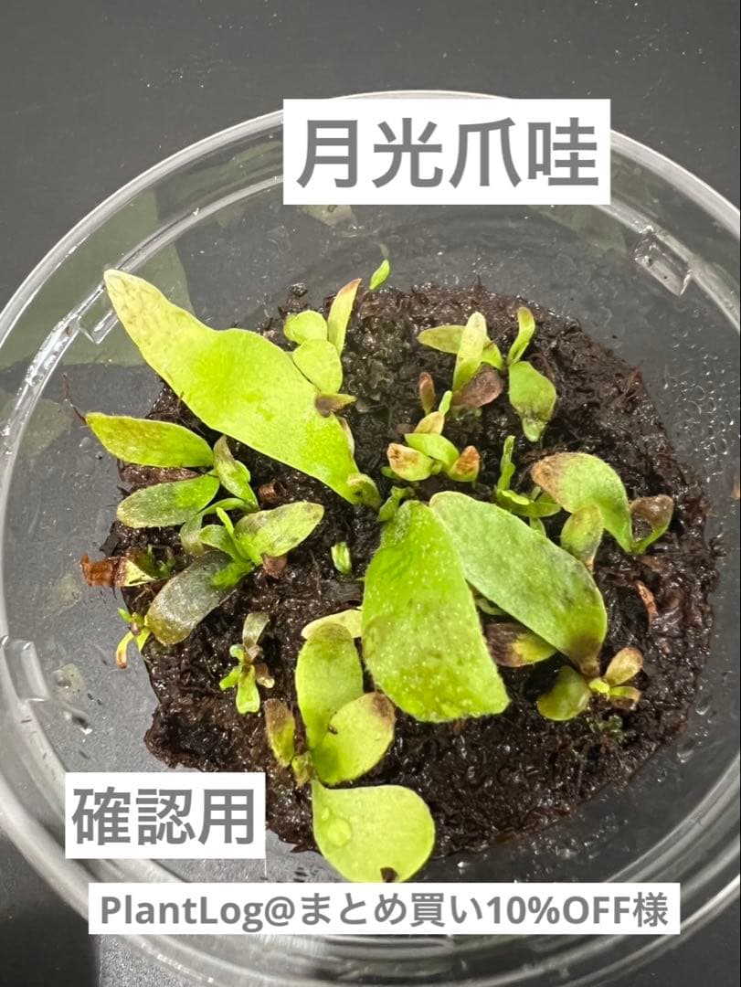 PlantLog@まとめ買い10%OFF様　確認用