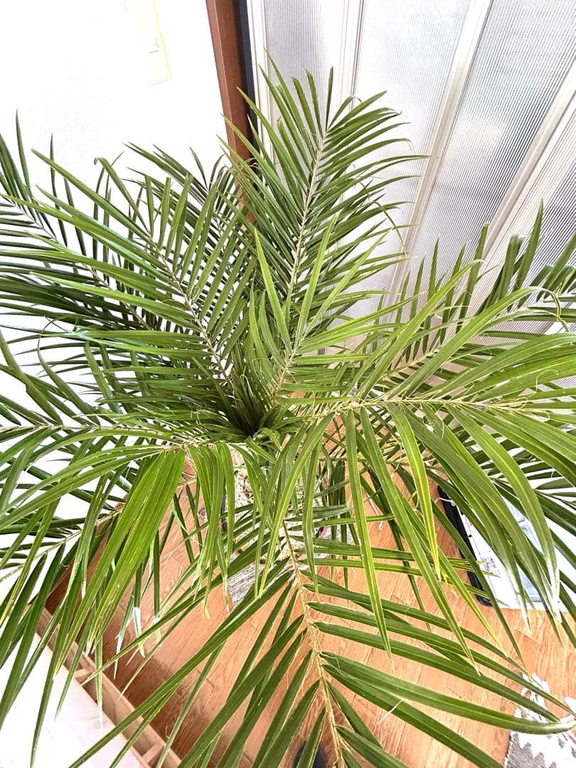 フェニックス・ロベレニー ヤシの木 木製鉢付き 観葉植物 ※引き取り限定