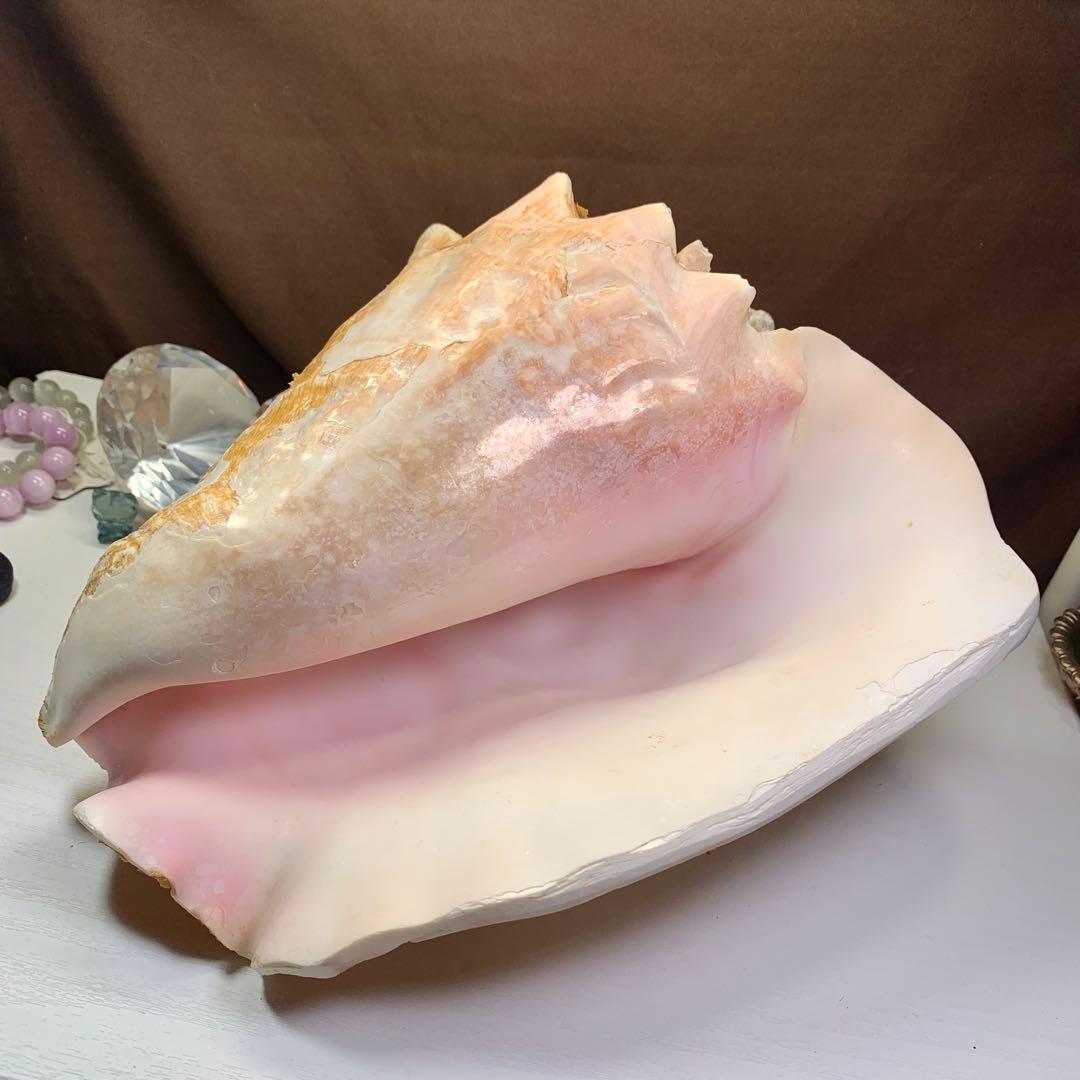 5.大きいクイーンコンクシェル・母貝、貝殻