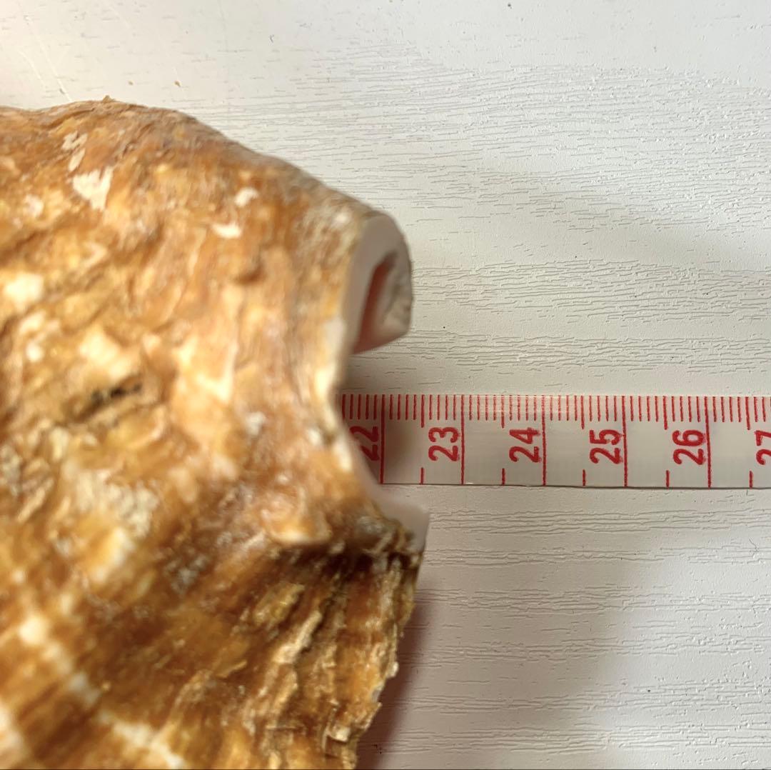 5.大きいクイーンコンクシェル・母貝、貝殻