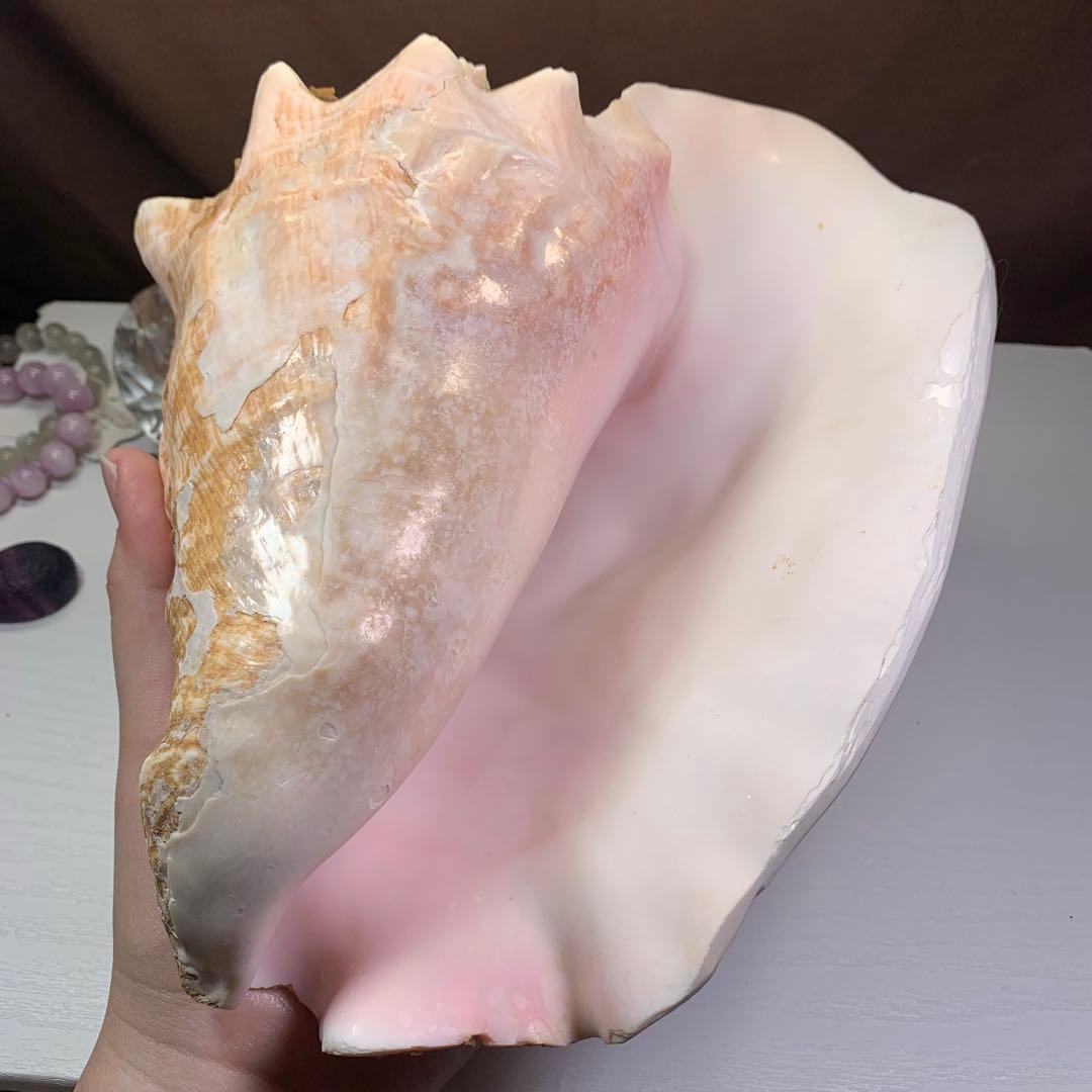 5.大きいクイーンコンクシェル・母貝、貝殻