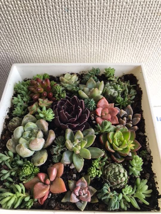 marukoです　　　多肉植物 カット苗