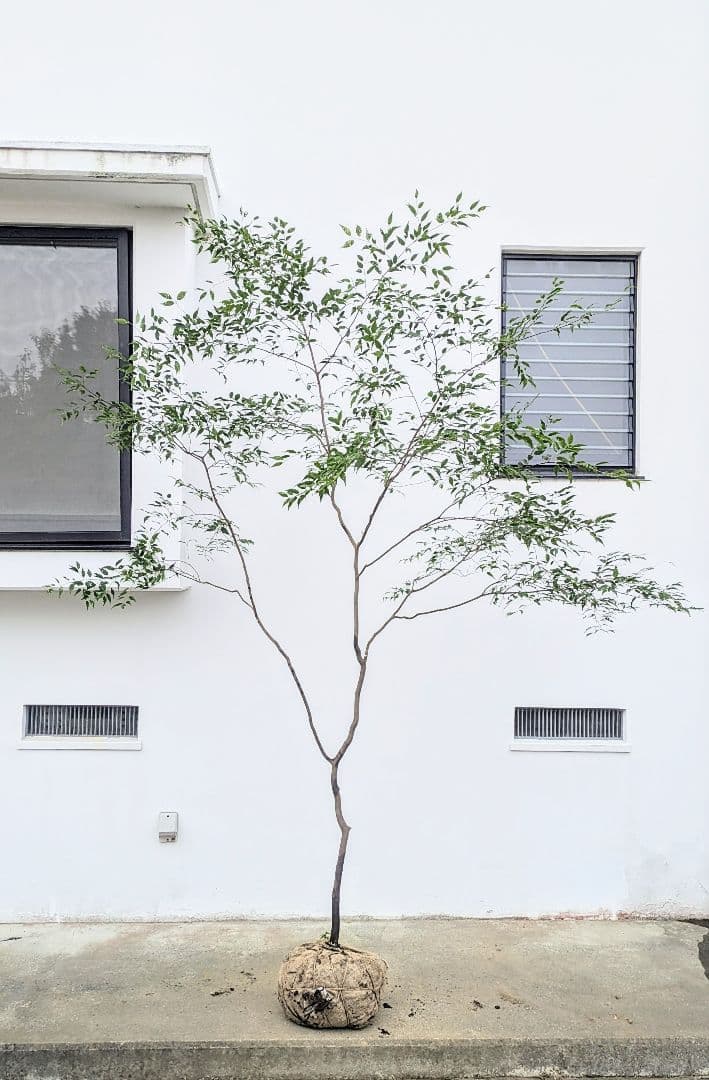 清秀。。山採りハイノキ。。