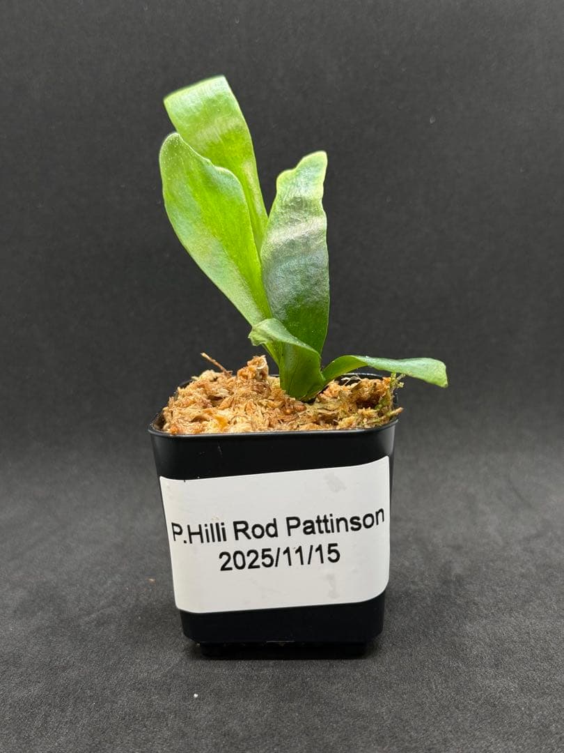 P.Hillii Rod Pattison sporelingロッドパティソン