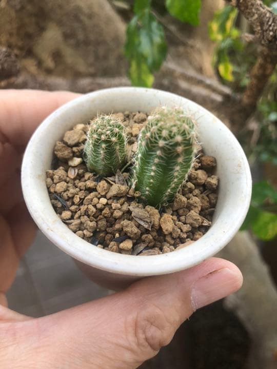 ご確認ページです♪