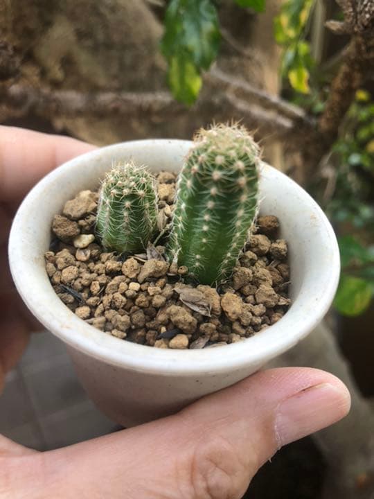 ご確認ページです♪