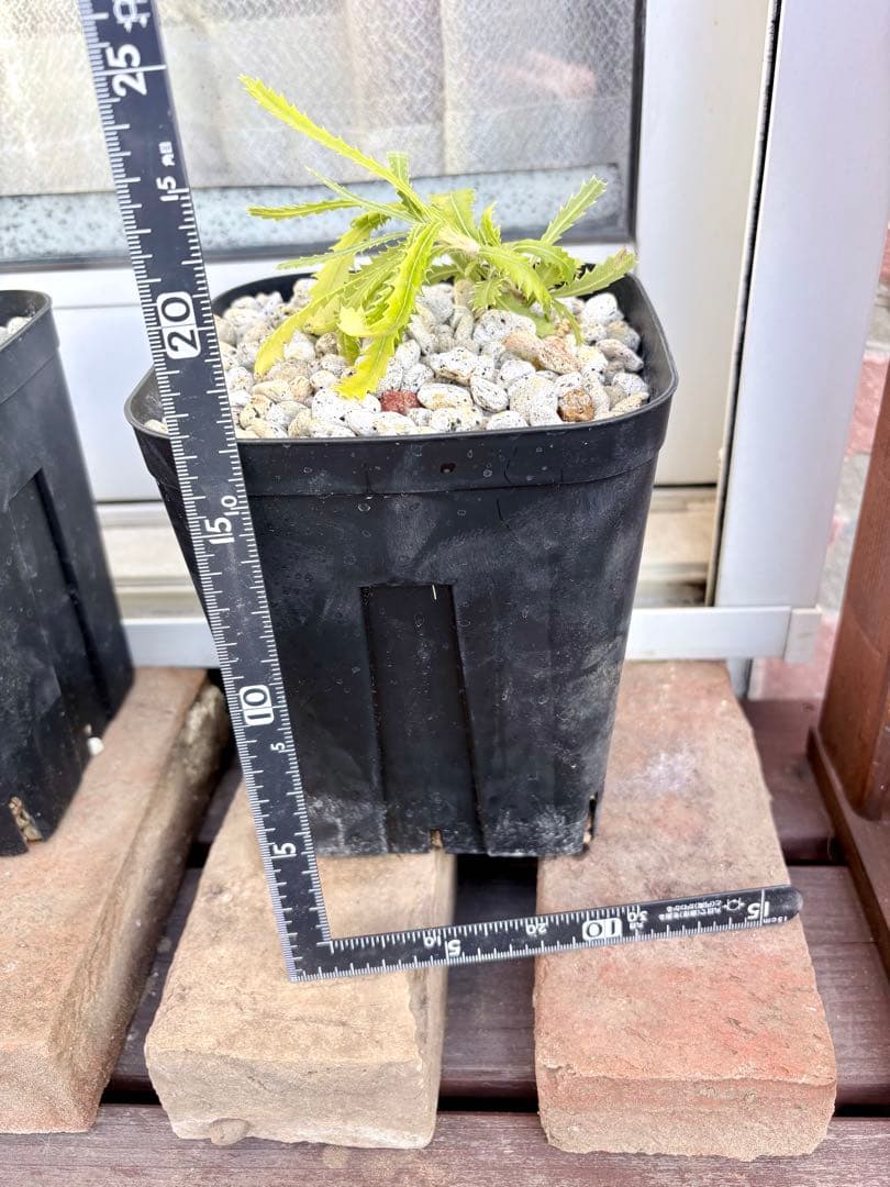 c*3様 バンクシア ピグミーポッサム 超希少