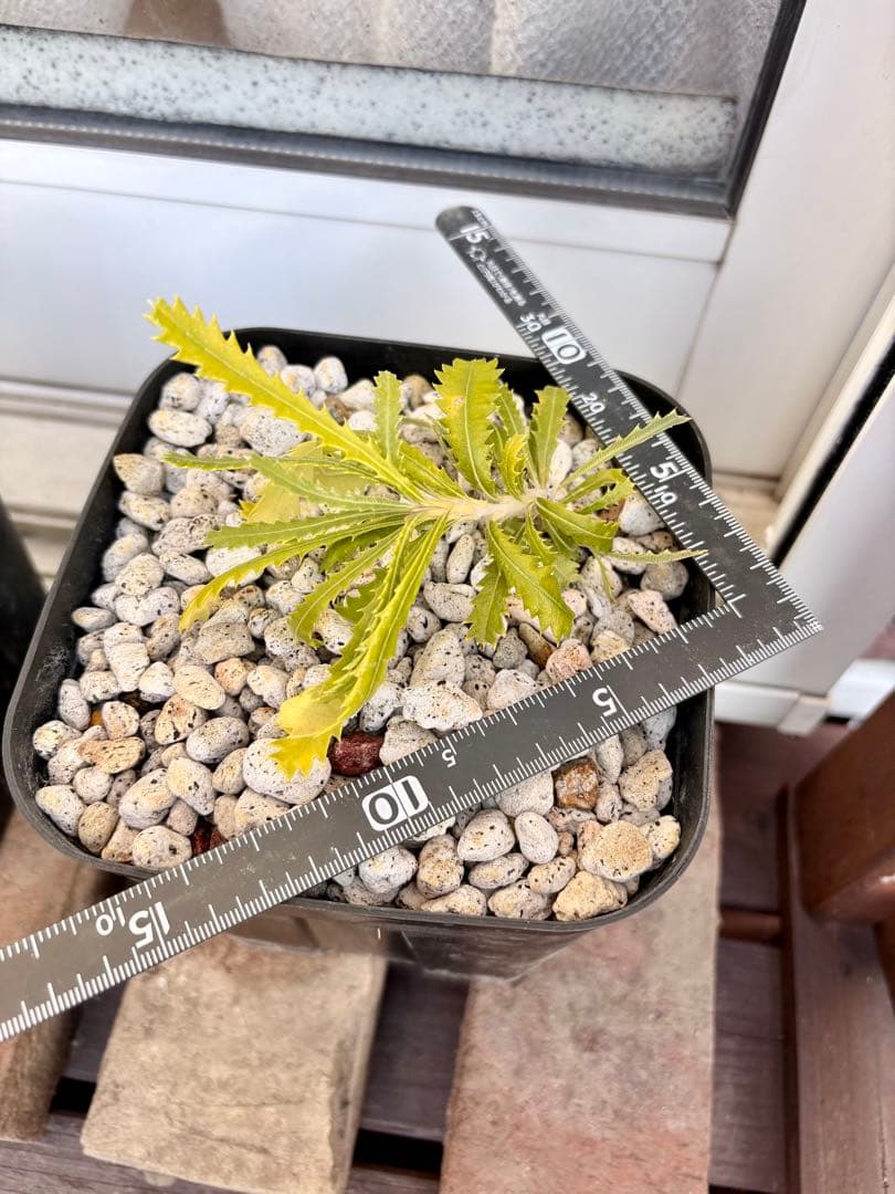 c*3様 バンクシア ピグミーポッサム 超希少