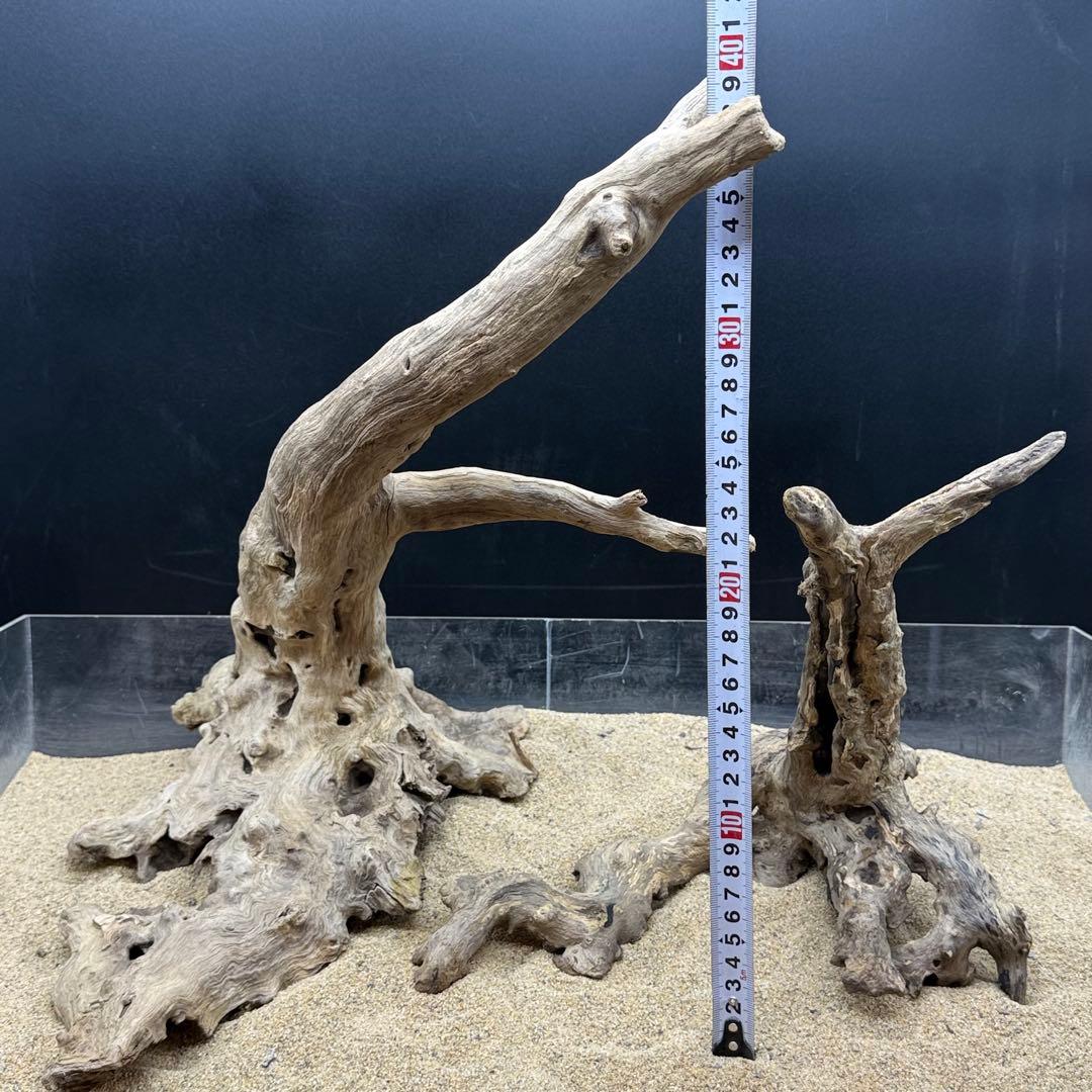 MJW-7215 「特大」ジンジャーウッド2本セット　天然流木 アクアリウム