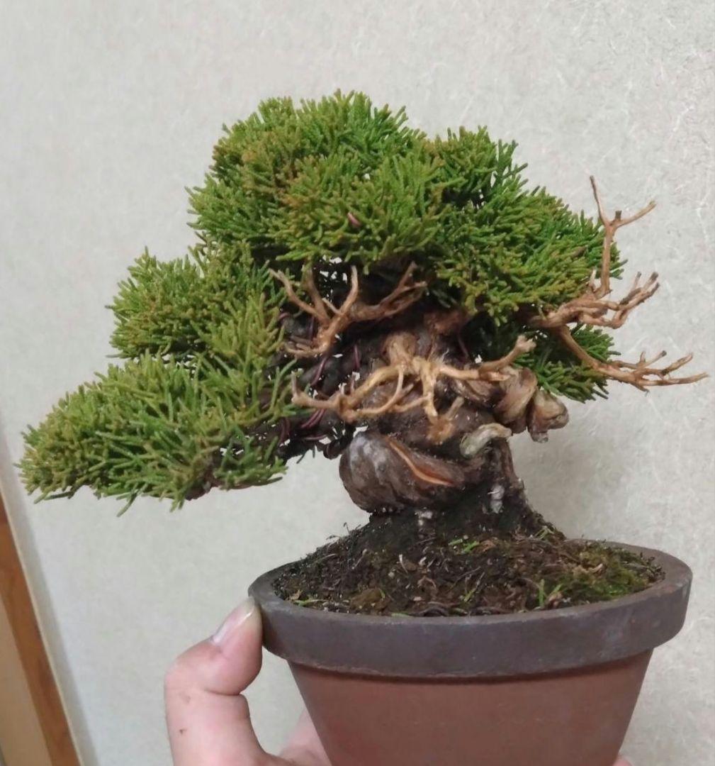 ア*オ様 盆栽 真柏