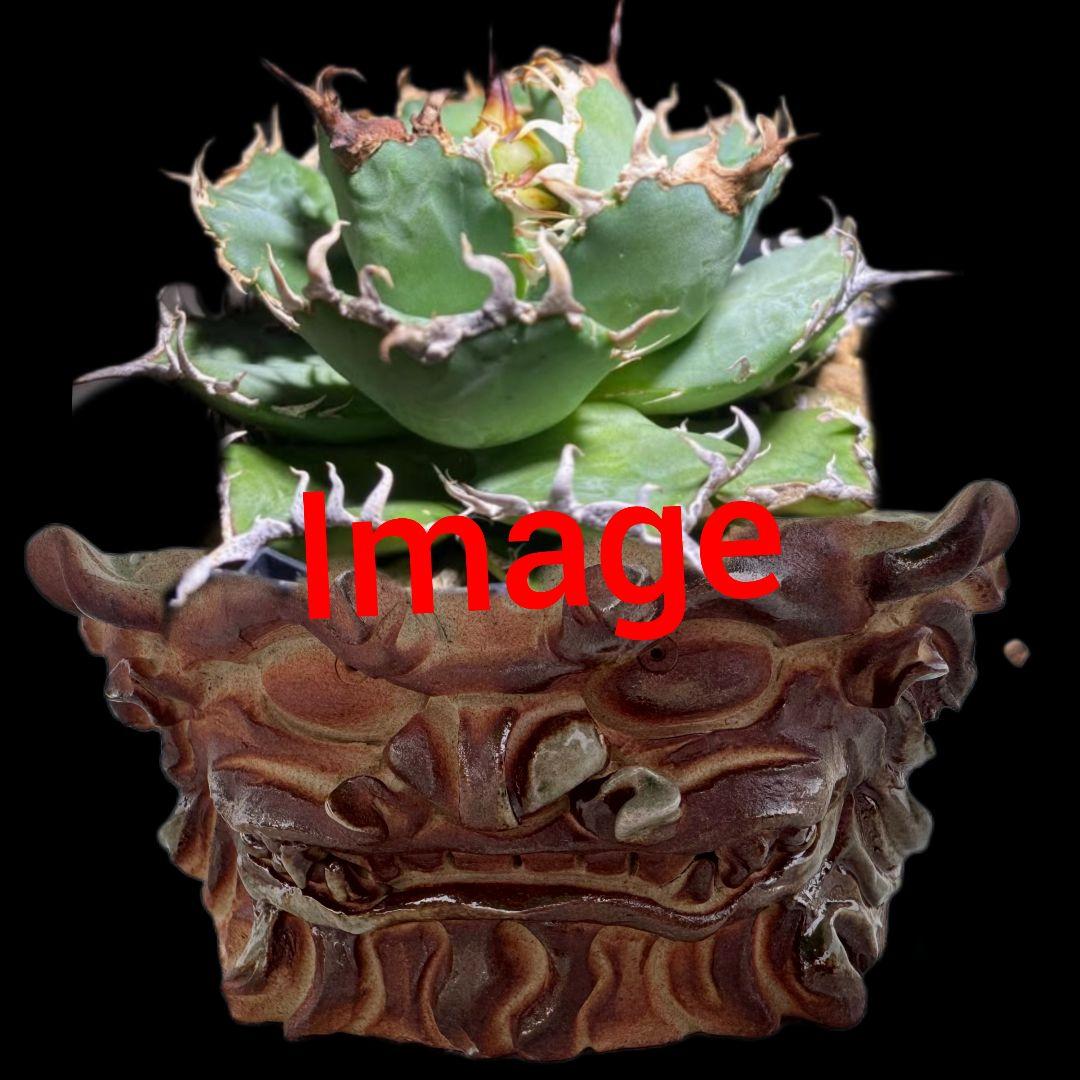 陶器　観葉植物　アガベ　パキプス　Japan　history　Art　盆栽　日本