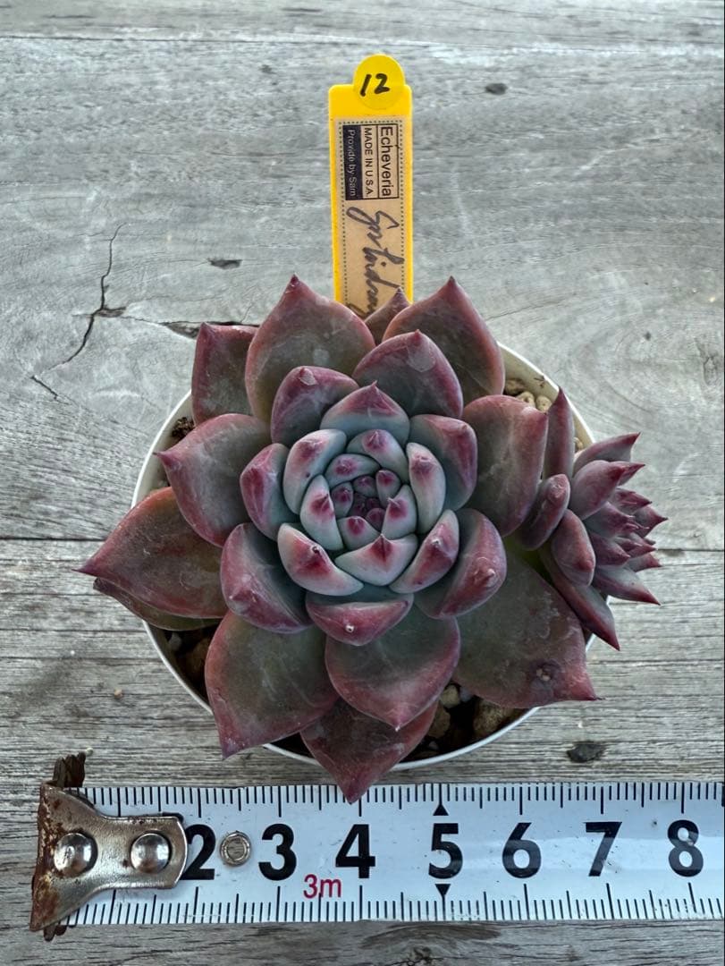 12 希少　SAMリンゼアナNo.6 カリフォルニア輸入　多肉植物