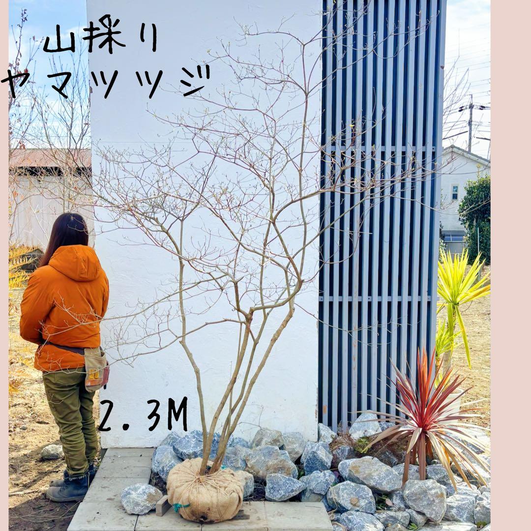 超逸品。山採り ヤマツツジ2.3M(鉢底から)幅2.1M