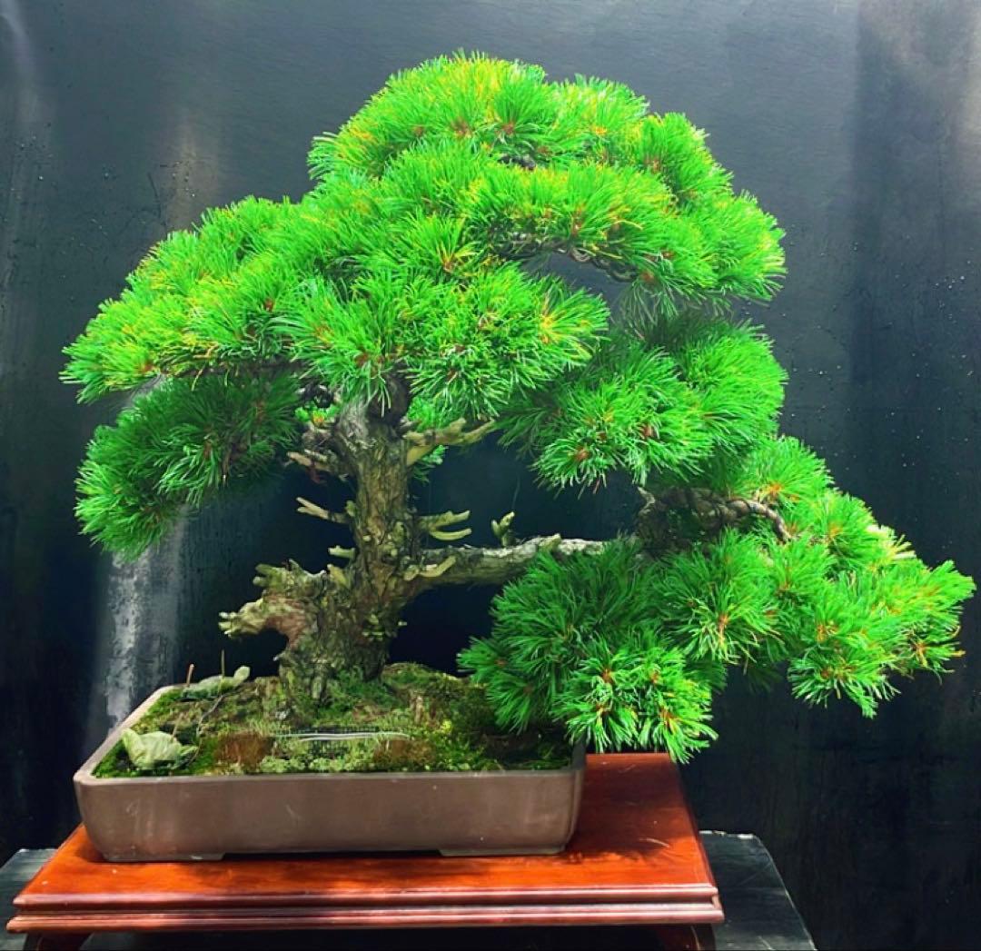 吾妻五葉松 盆栽