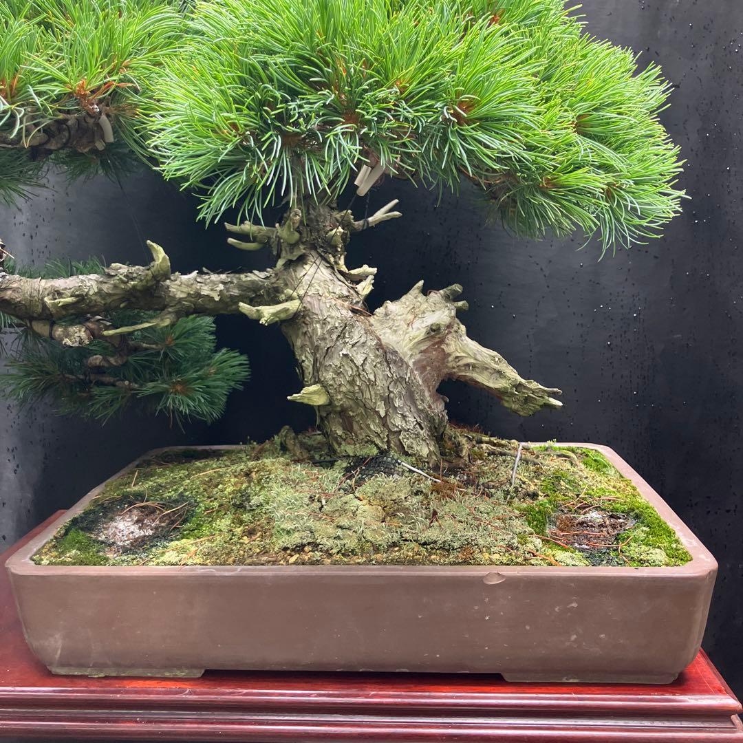 吾妻五葉松 盆栽