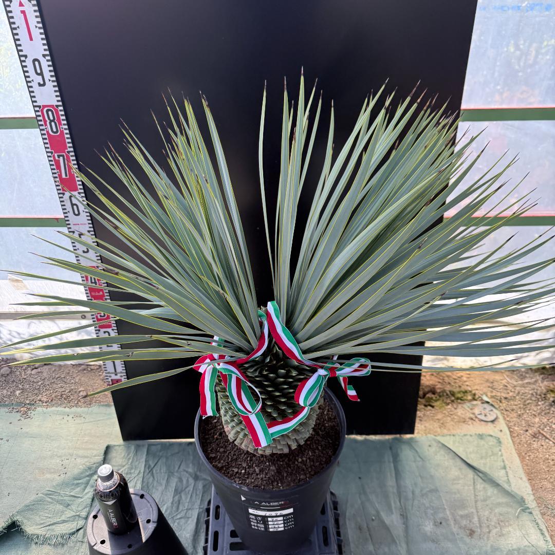 【AL1096】ユッカ　ロストラータ　頂上分頭ツインテール　LA ALBERO