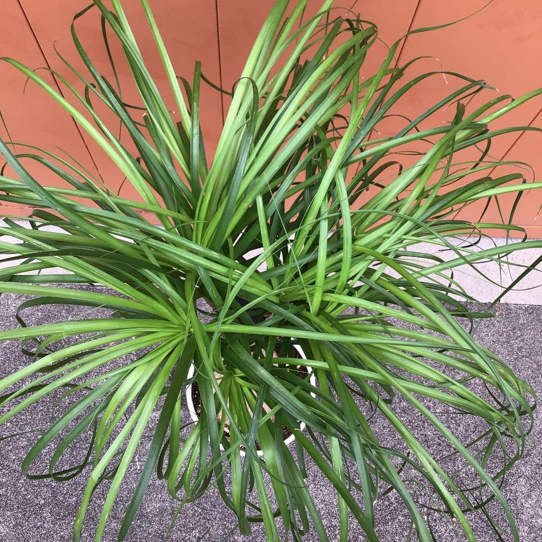 観葉植物　トックリラン