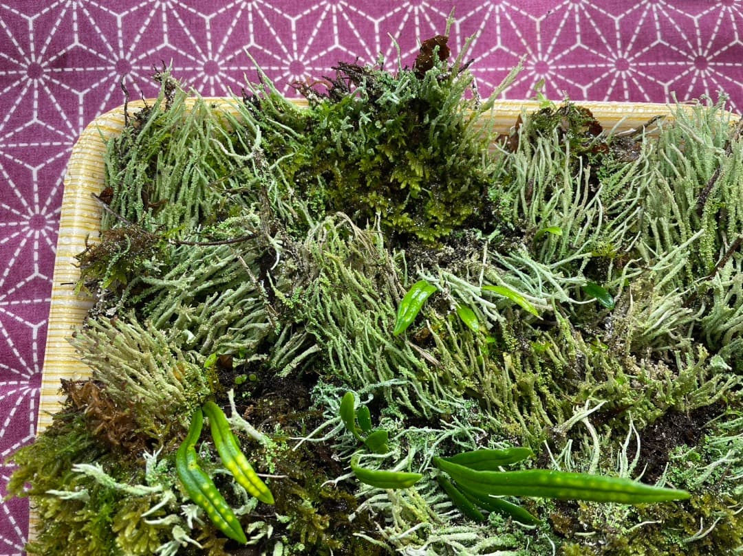 F藍吹雪様　確認用ページ