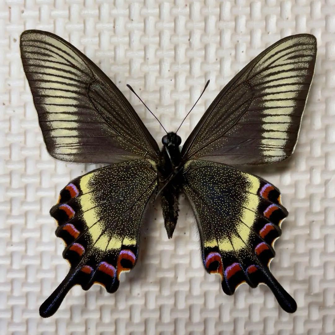 蝶標本　北海道産　極美麗ミヤマカラスアゲハ春型♂ 飼育完品⭐️マイコレに‼️最安値⭐️