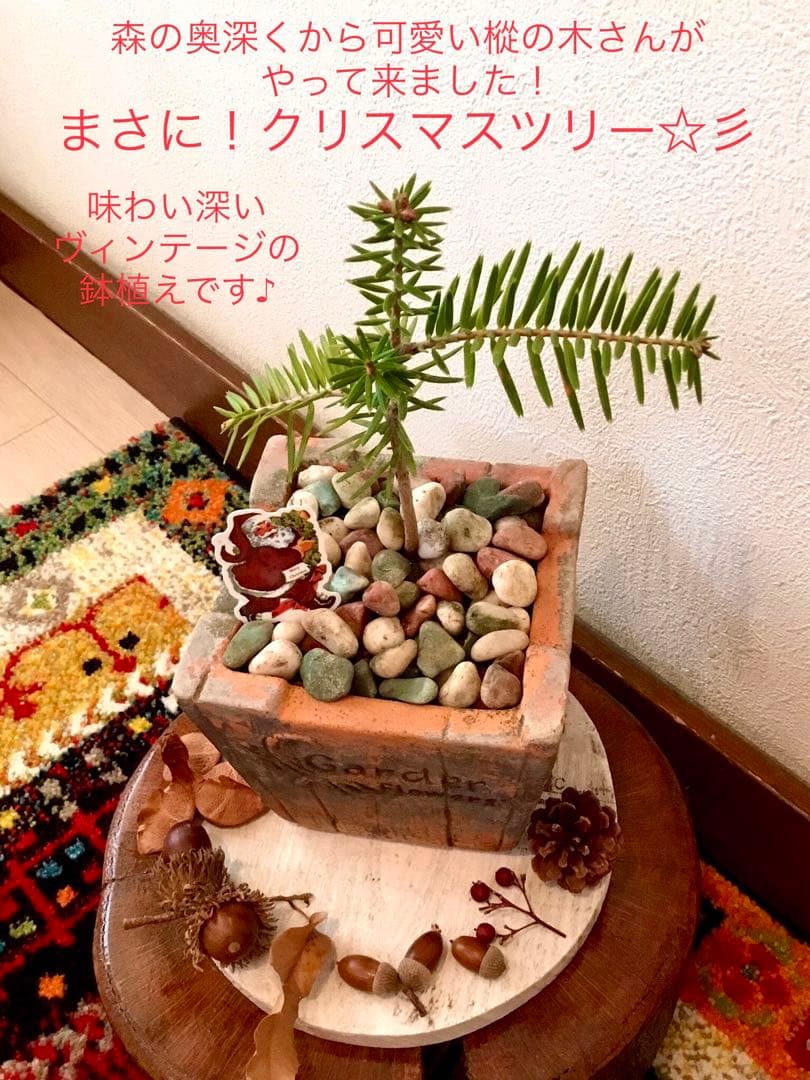 希望の象徴！幸運木【森からやって来た天然野生の可愛い樅の木さん】3年生！もみの木