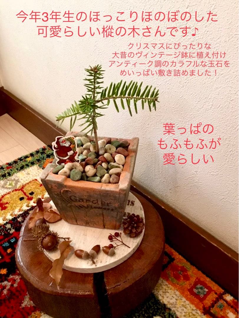 希望の象徴！幸運木【森からやって来た天然野生の可愛い樅の木さん】3年生！もみの木