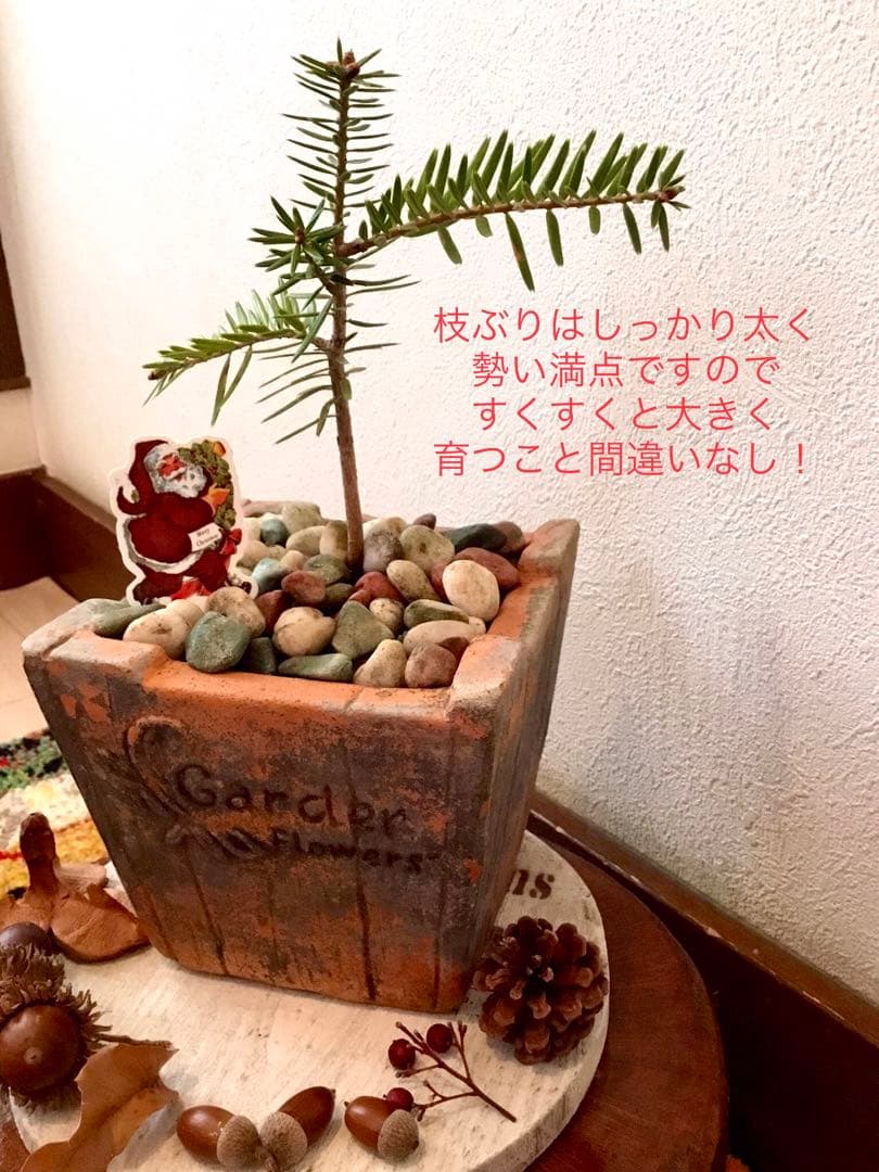 希望の象徴！幸運木【森からやって来た天然野生の可愛い樅の木さん】3年生！もみの木