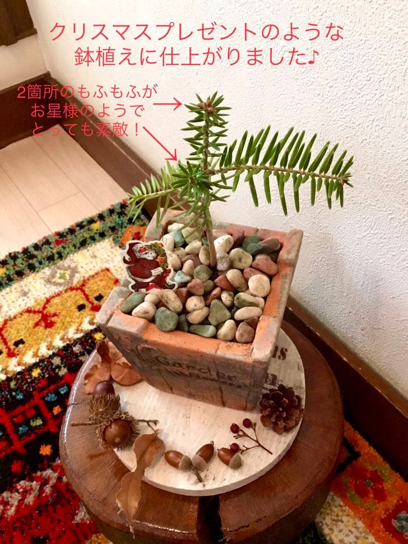 希望の象徴！幸運木【森からやって来た天然野生の可愛い樅の木さん】3年生！もみの木