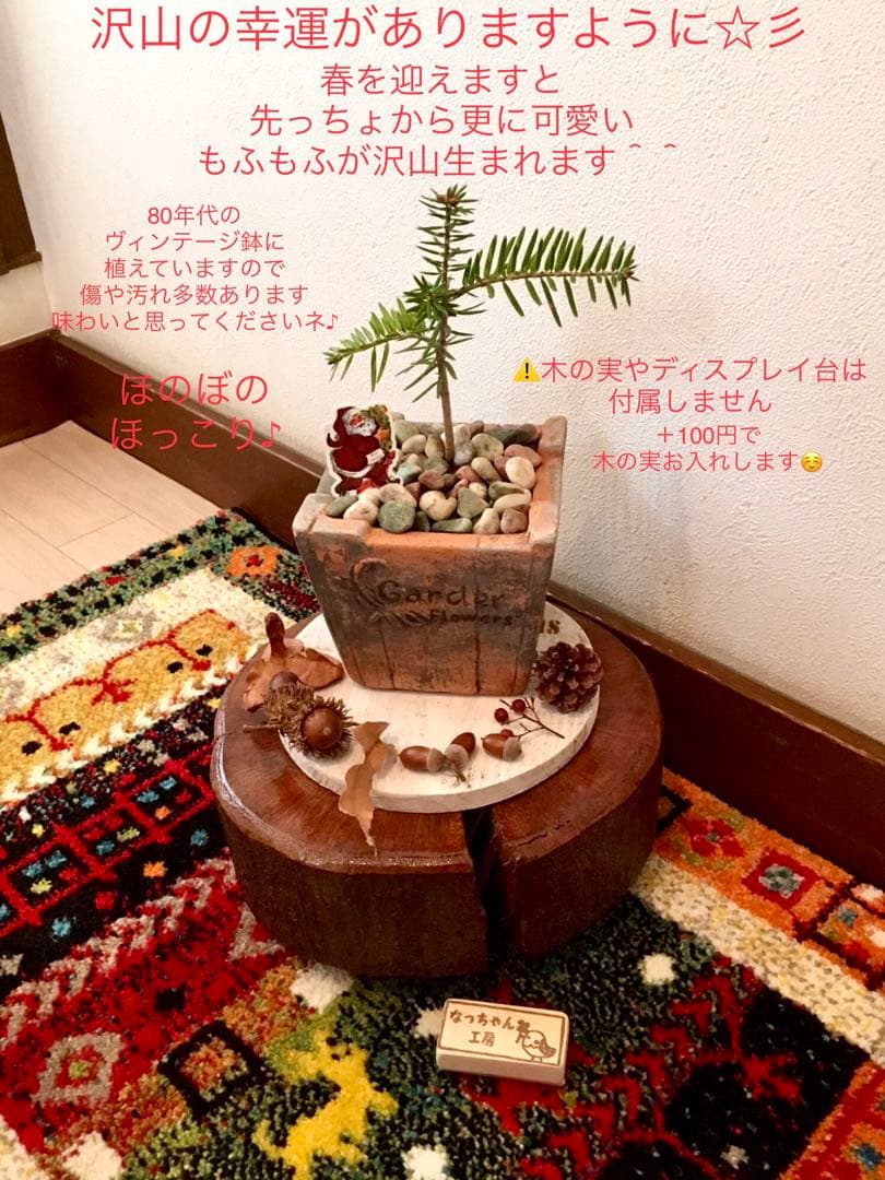 希望の象徴！幸運木【森からやって来た天然野生の可愛い樅の木さん】3年生！もみの木