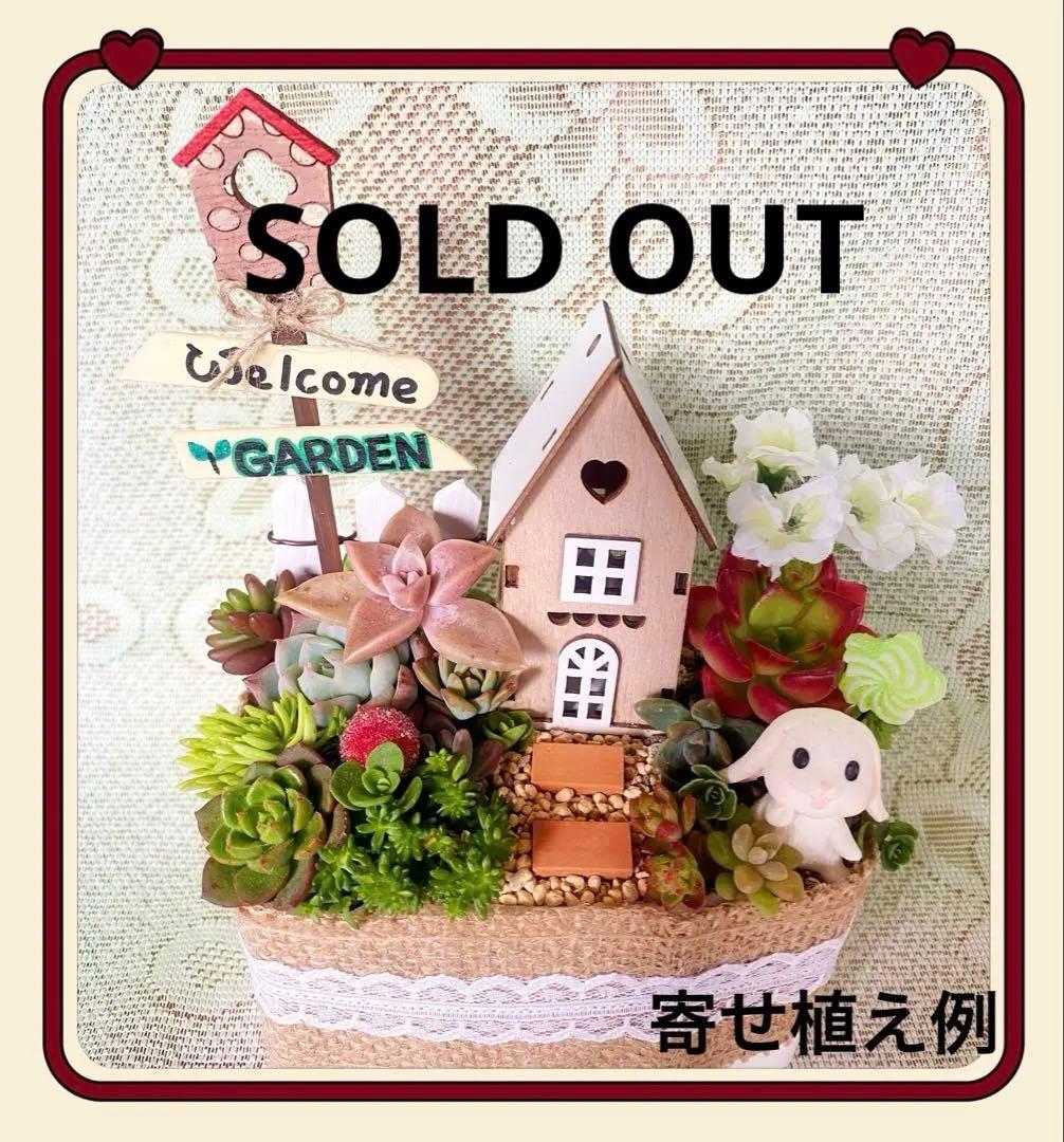 ⑥箱庭セット ◆多肉寄せ植えセット