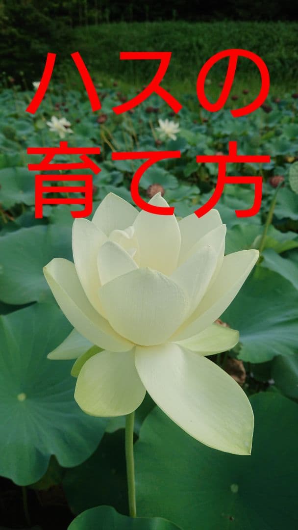 ♫ハスの育て方♫