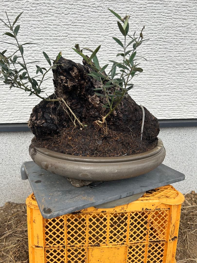 OLD Olive オールドオリーブ　オリーブ盆栽