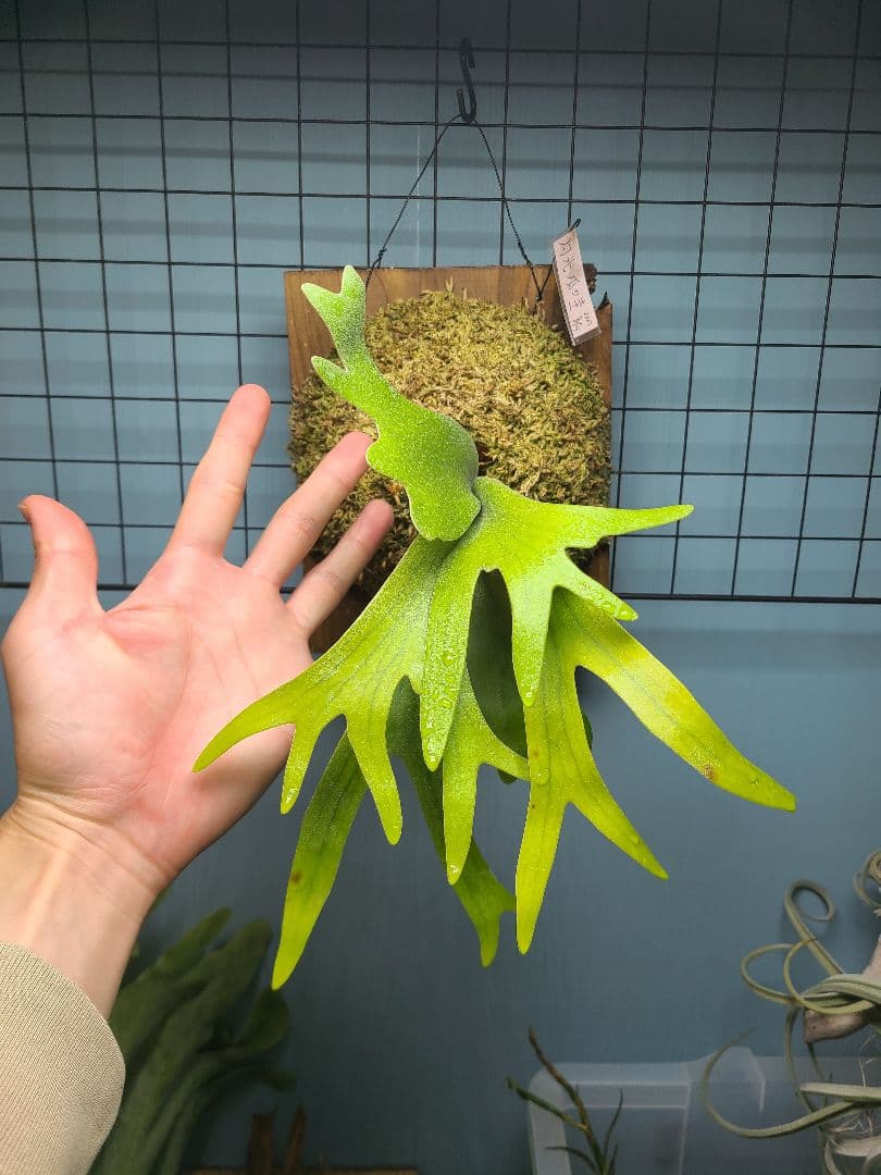 ビカクシダ 月光爪哇 板付け株