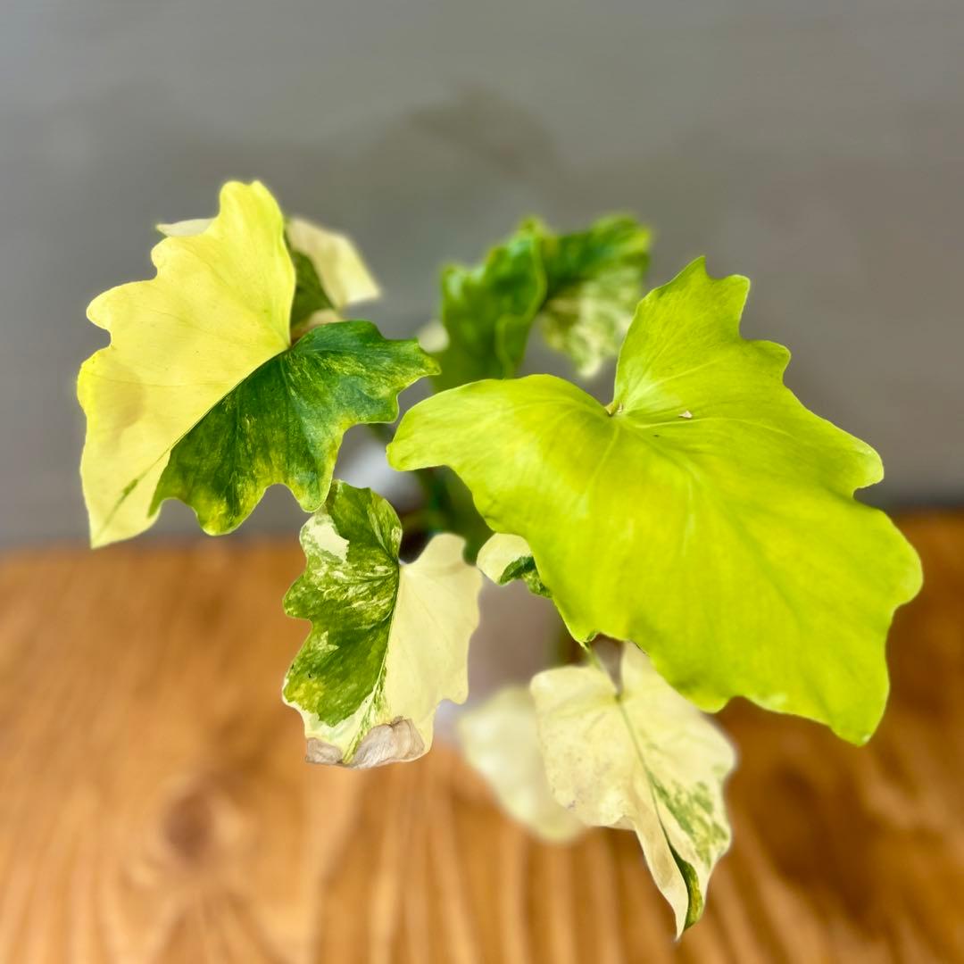 フィロデンドロン　セローム　斑入り　美斑