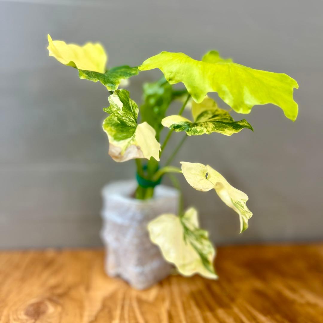 フィロデンドロン　セローム　斑入り　美斑