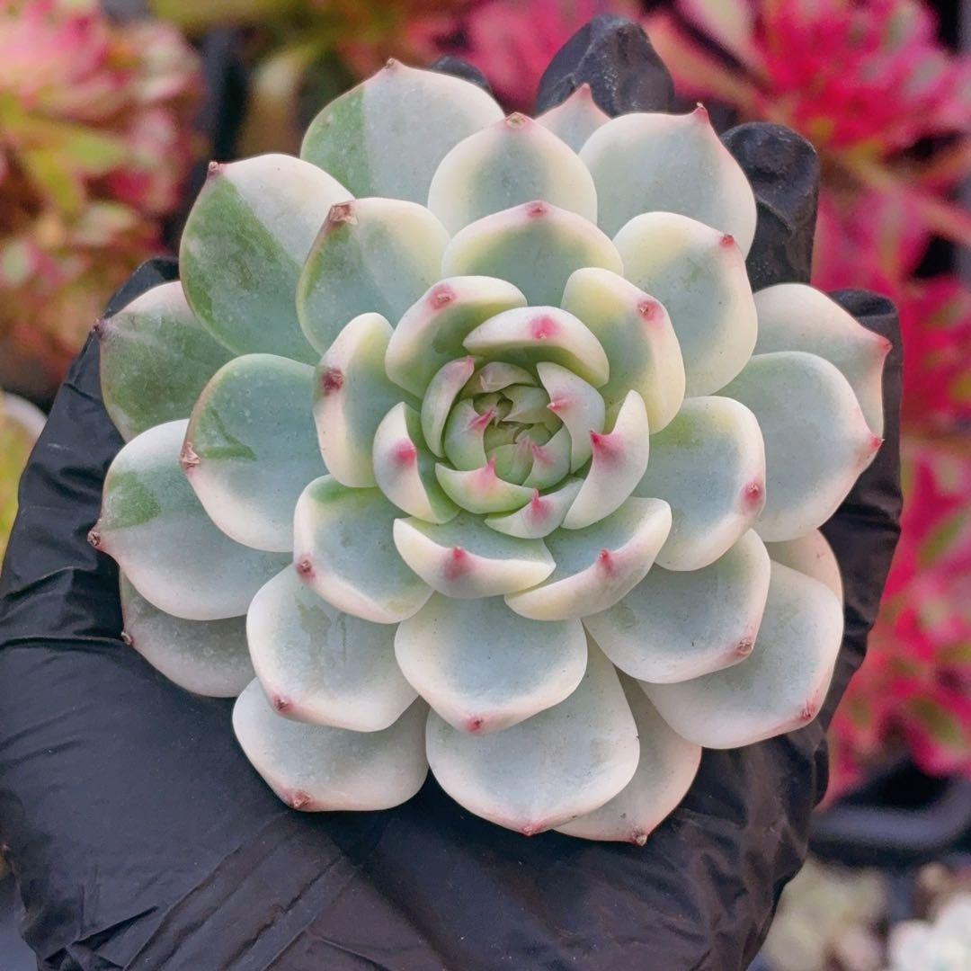 5苗　チワワエンシス錦　大株　多肉植物　エケベリア