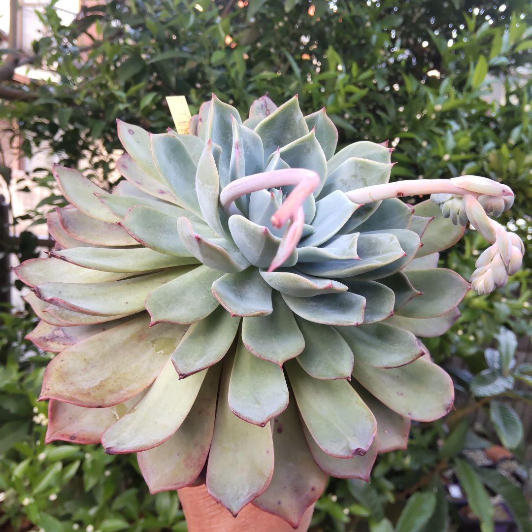 親株 超デカベリア 札付き✡️ラウリンゼ×青典牡丹✡️多肉 オーズさん