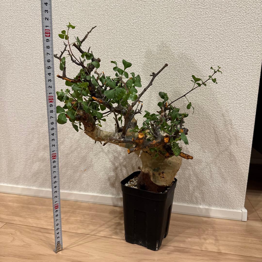 大株 コミフォラ カタフ ピュア ソマリア 発根済