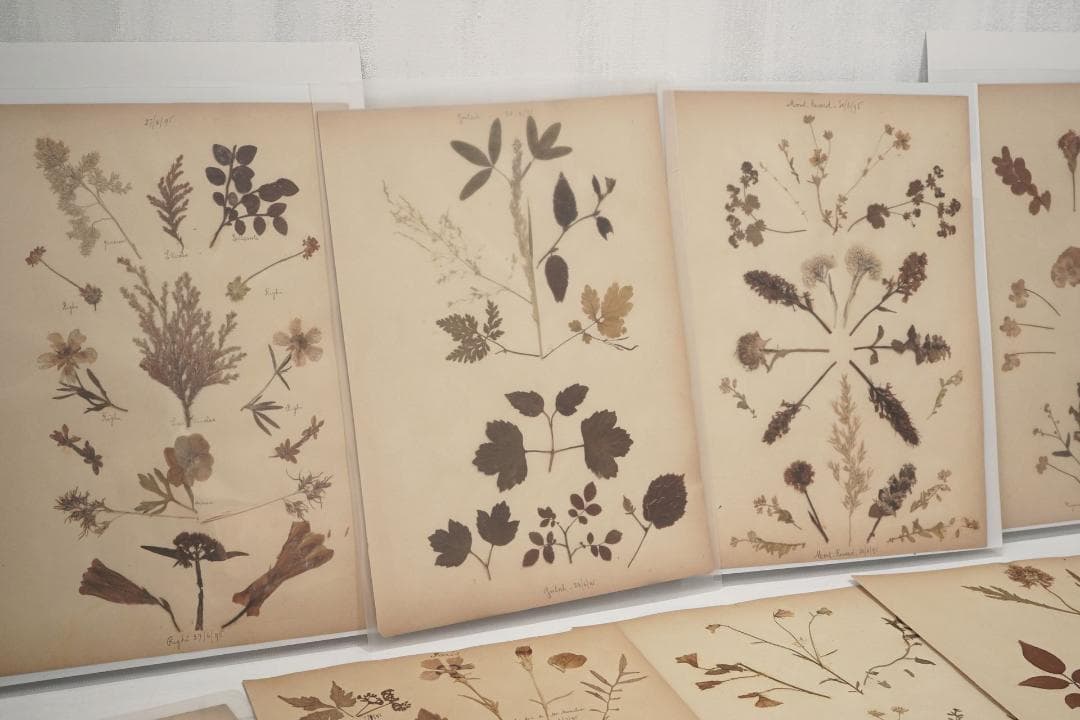 1895年 植物標本11枚セット フランスアンティーク 押し花 ドライフラワー