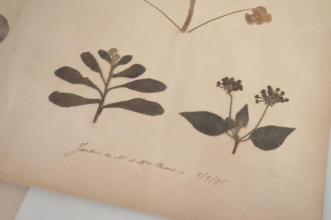 1895年 植物標本11枚セット フランスアンティーク 押し花 ドライフラワー