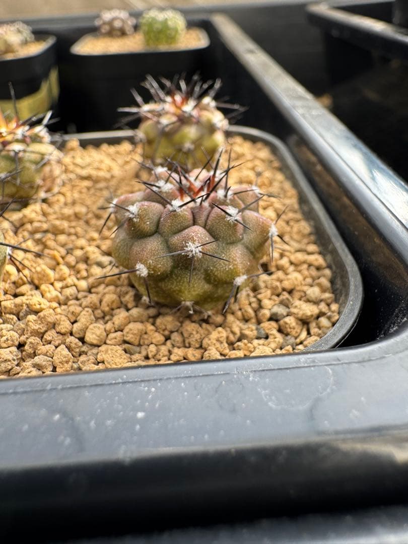 sumisplants様 リクエスト 8点 まとめ商品