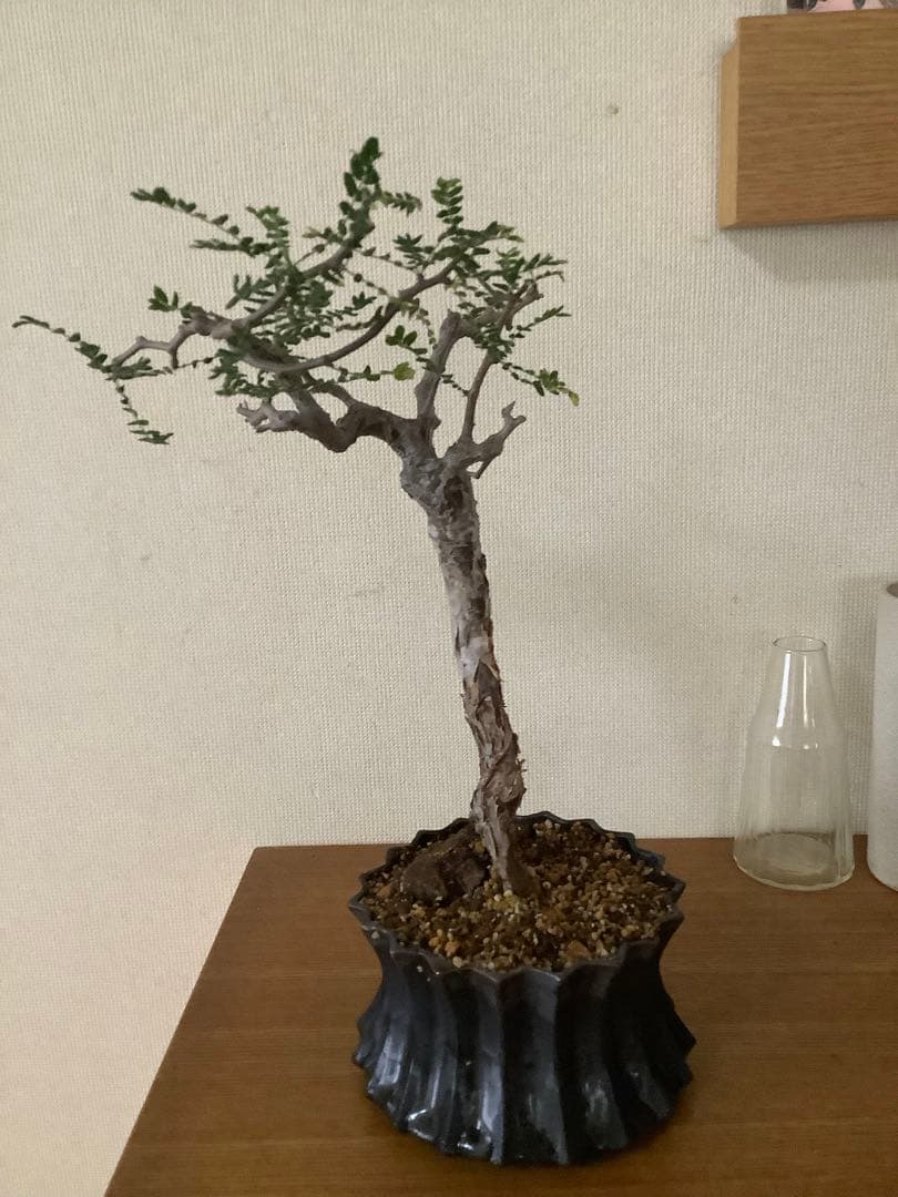 コミフォラモンストローサ　現地球　塊根植物