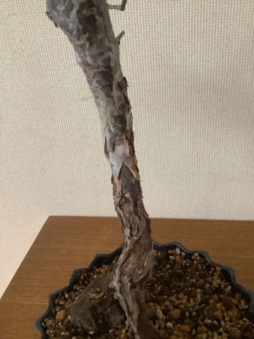 コミフォラモンストローサ　現地球　塊根植物