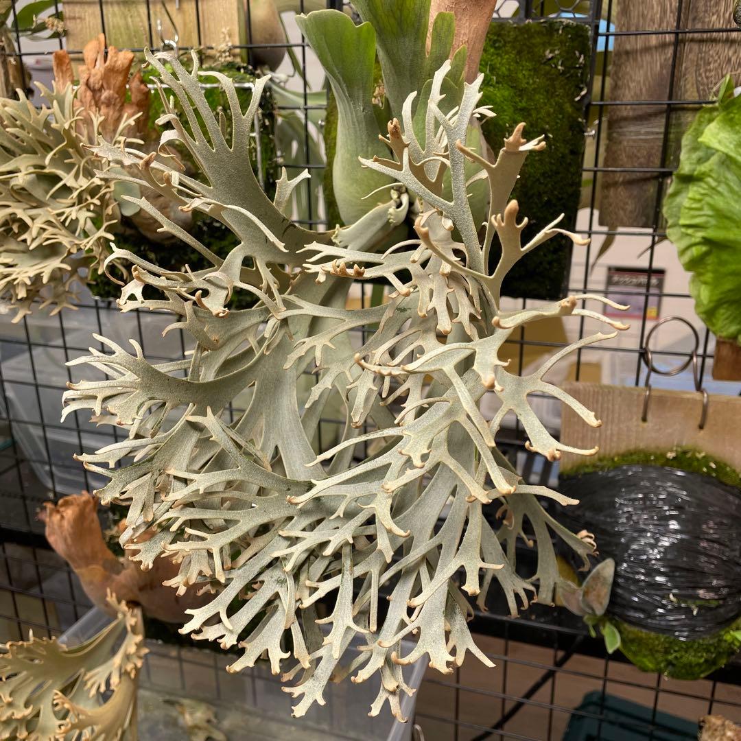 ② yellow moon dwarf sporeling 胞子 ビカクシダ