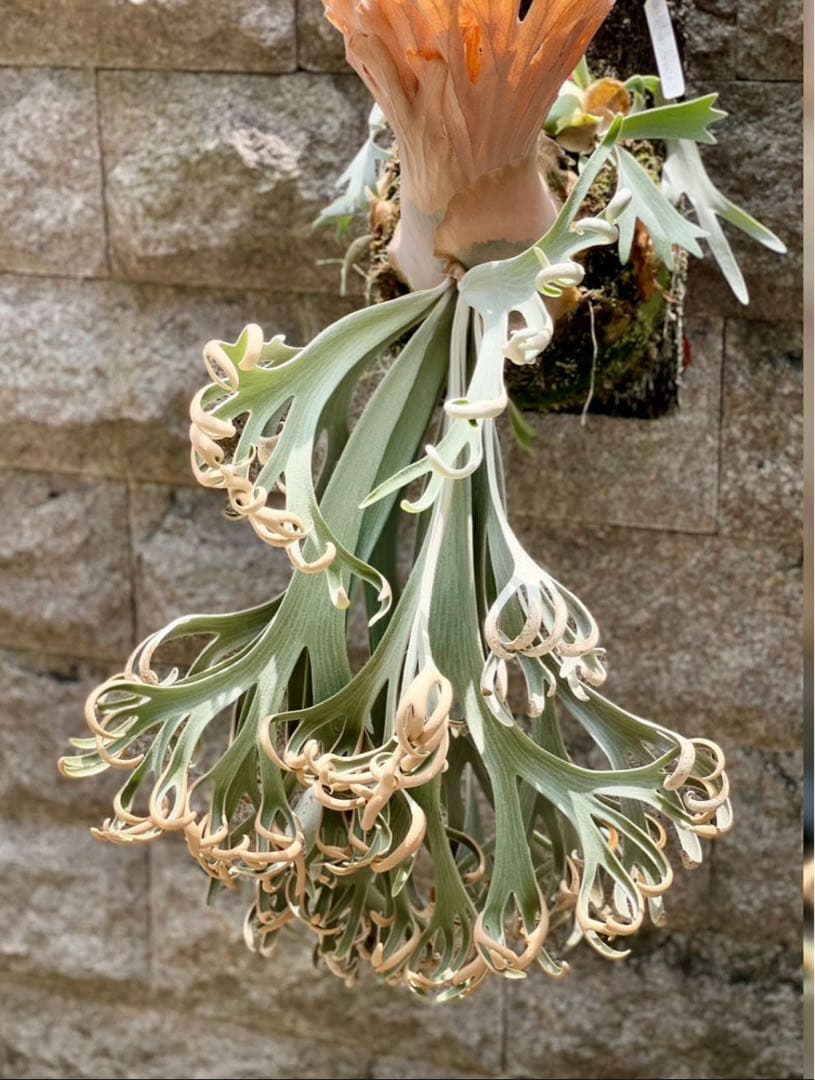 ビカクシダ P. willinckii Anapat#9 (PUP)