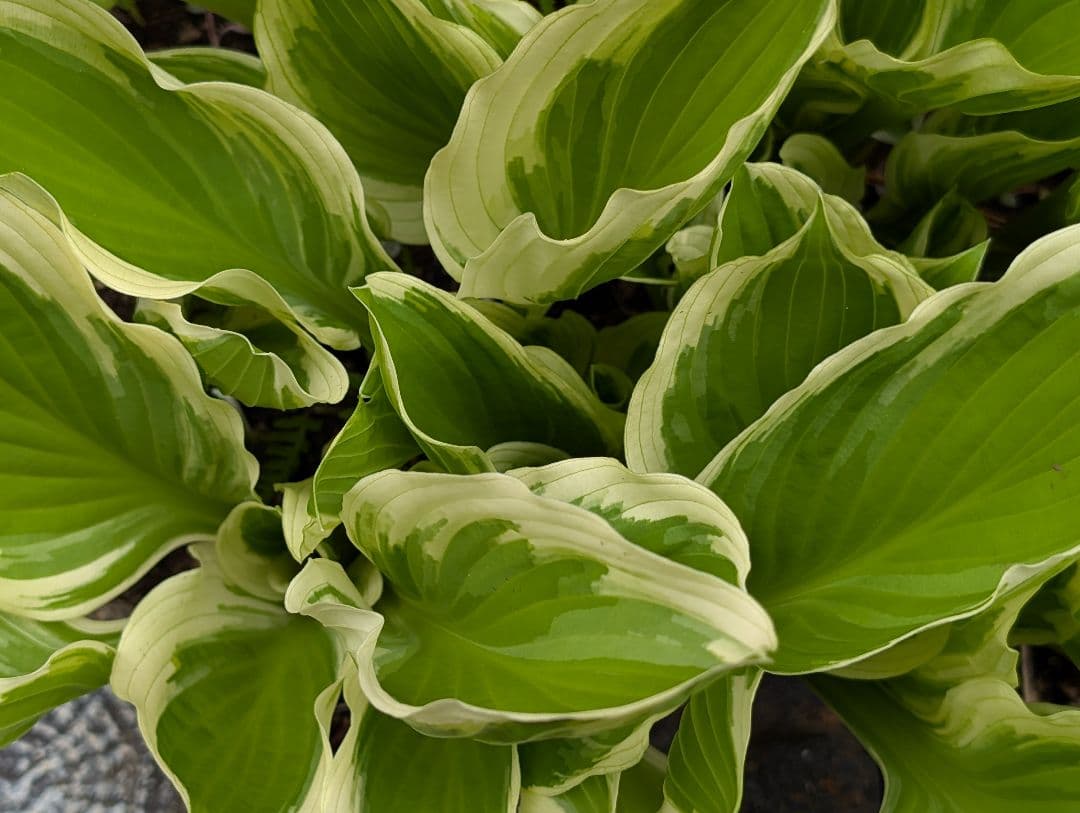✣ ギボウシ ✣ ホスタ ✣ 株分け苗 ✣ 大株 ✣