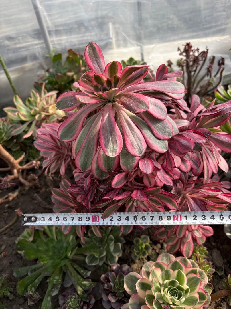 アエオニウム　シャネル法師錦