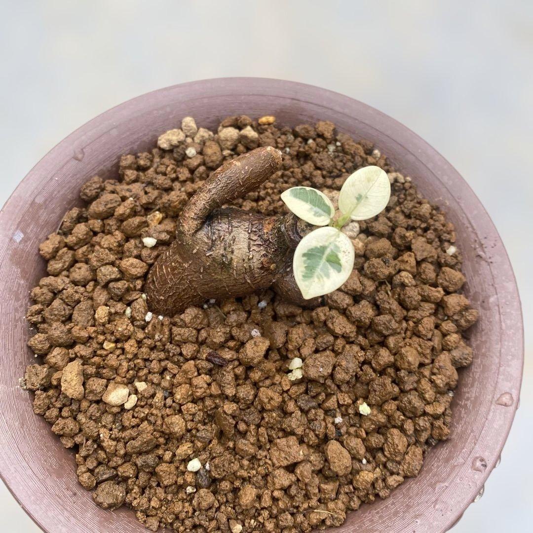 パンダ ガジュマル 斑入り 接木・鉢込 発根済み